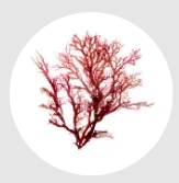 aa (10)